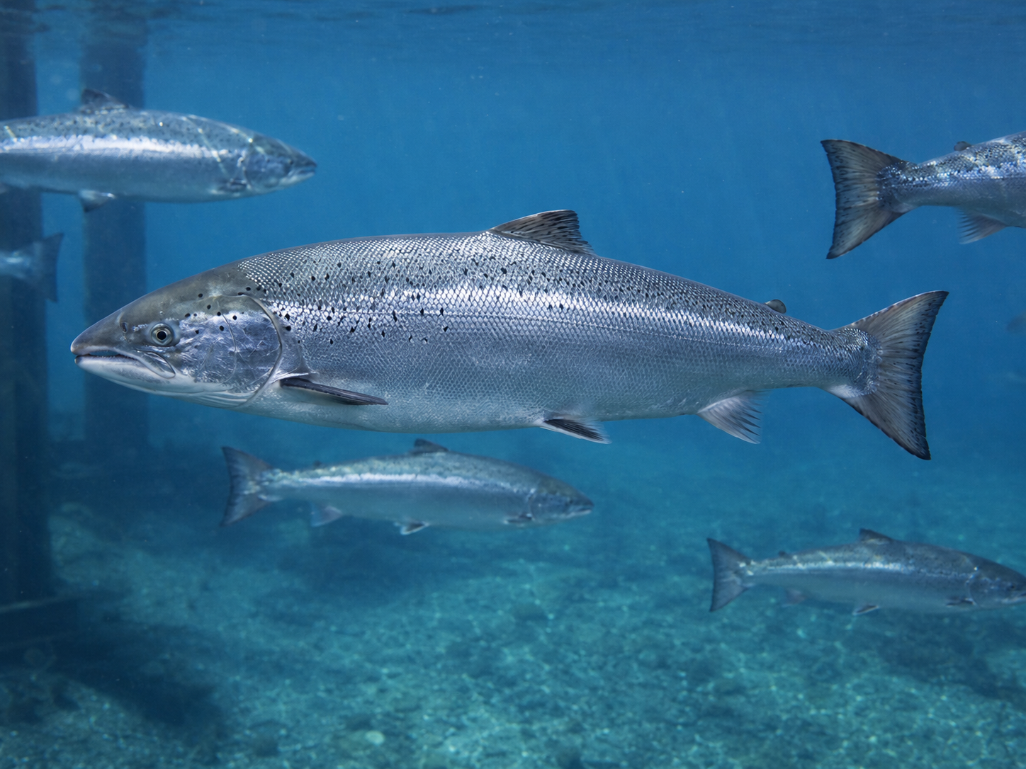 Aquaculture nutrition application